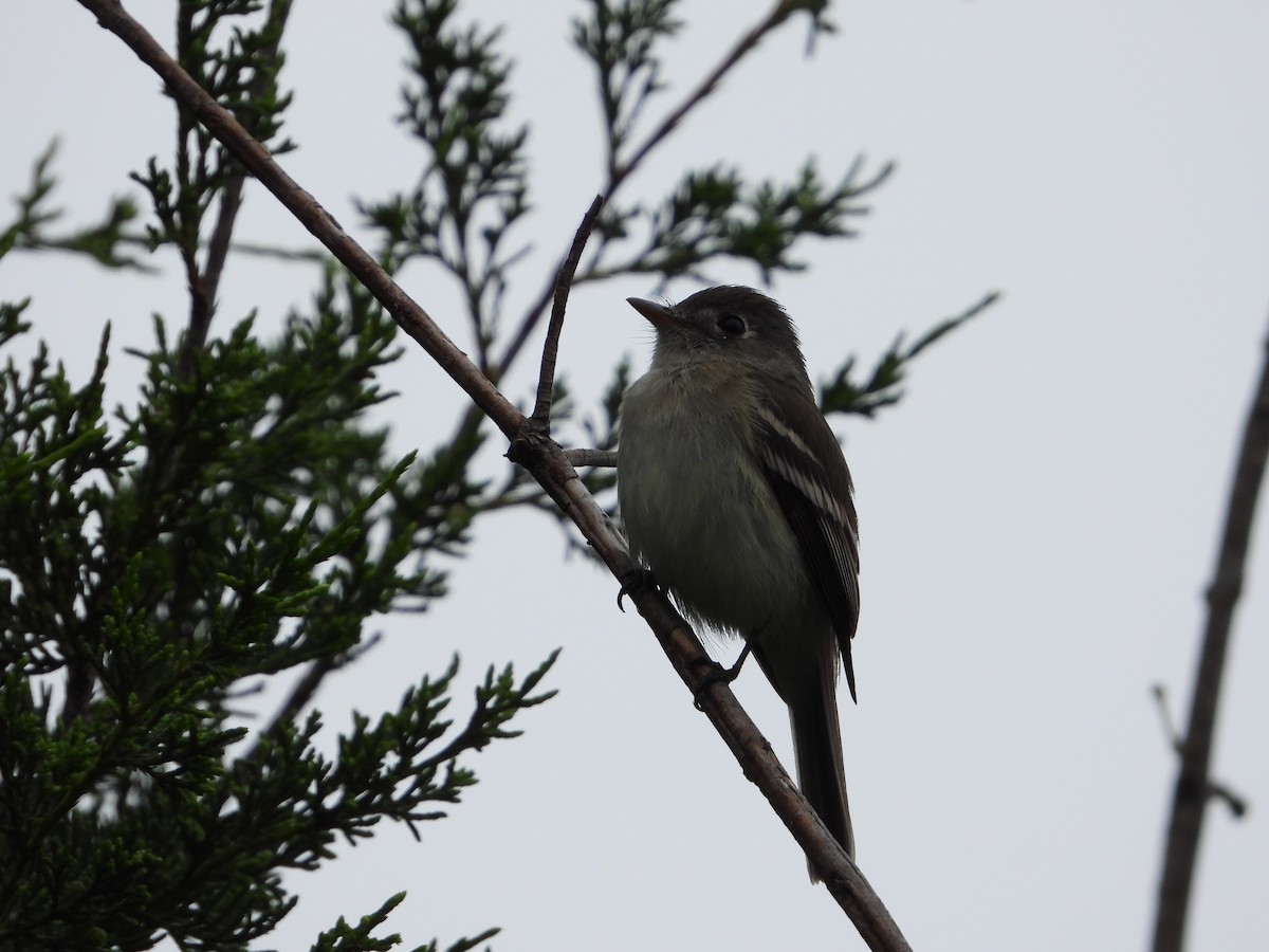 Least Flycatcher - ML618652064