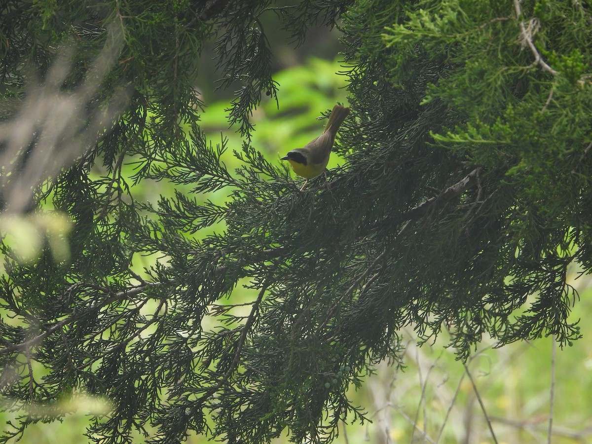 Common Yellowthroat - Vidhya Sundar