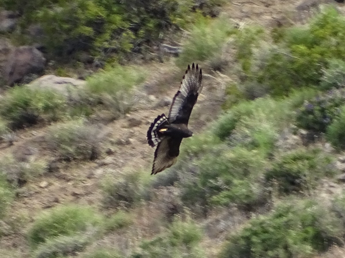 Rußbussard - ML618652107