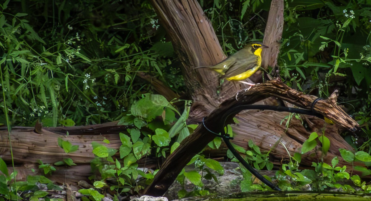 Kentucky Warbler - ML618652109