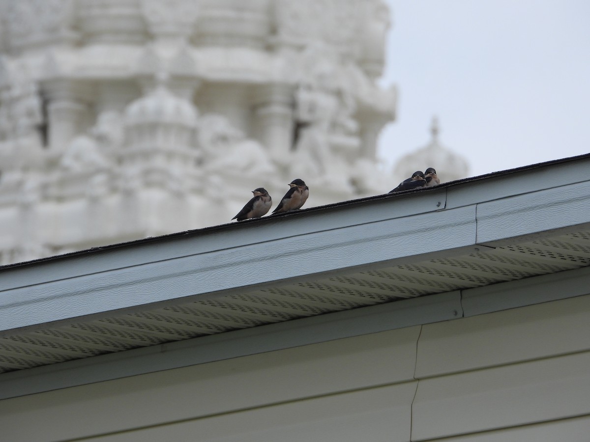 Barn Swallow - ML618652113