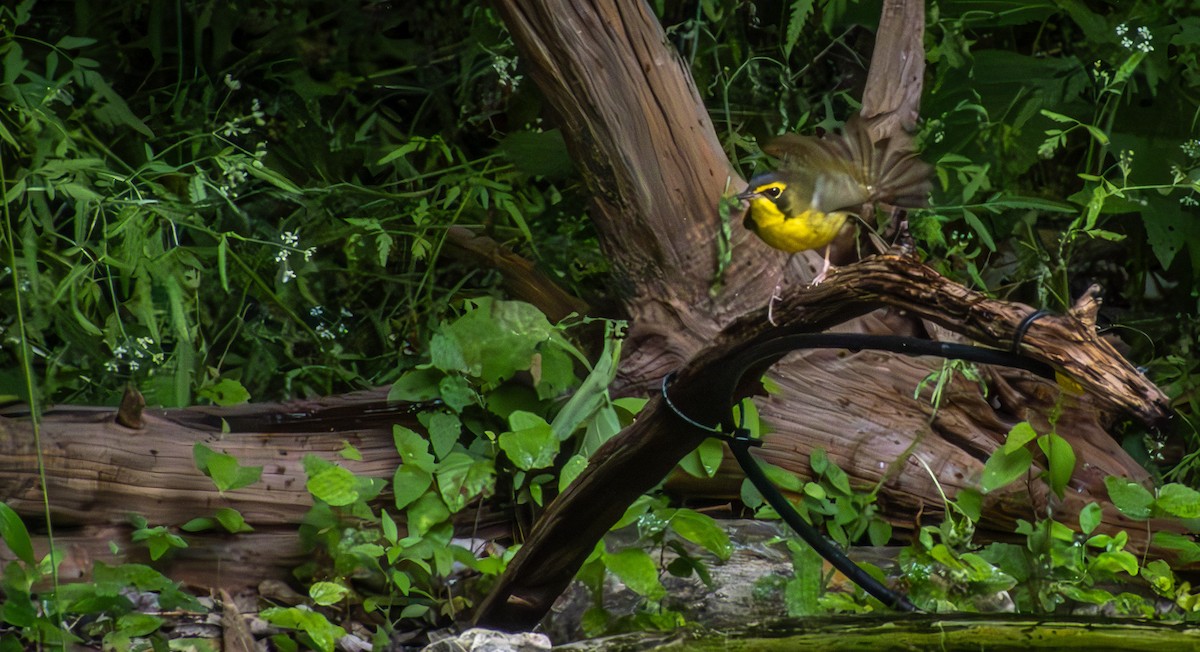 Kentucky Warbler - ML618652115