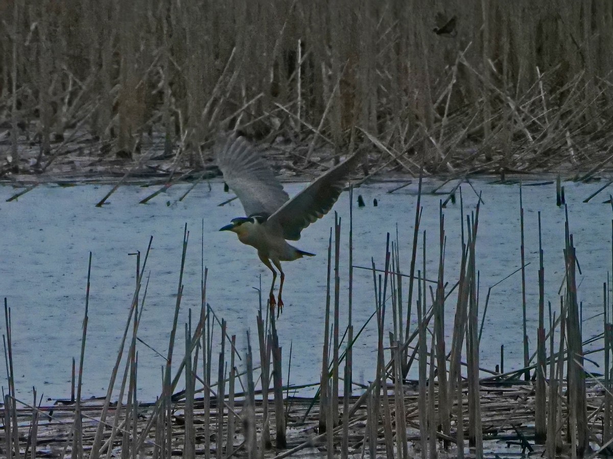 Black-crowned Night Heron - ML618652174