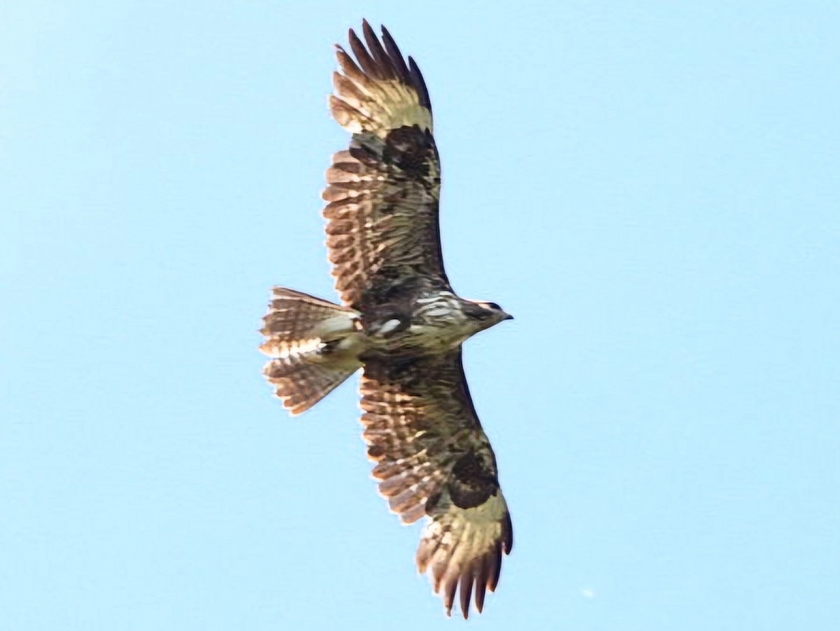 Common Buzzard - Ivan V