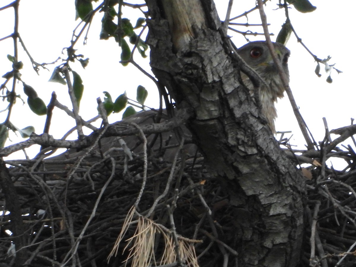 Cooper's Hawk - ML618652217