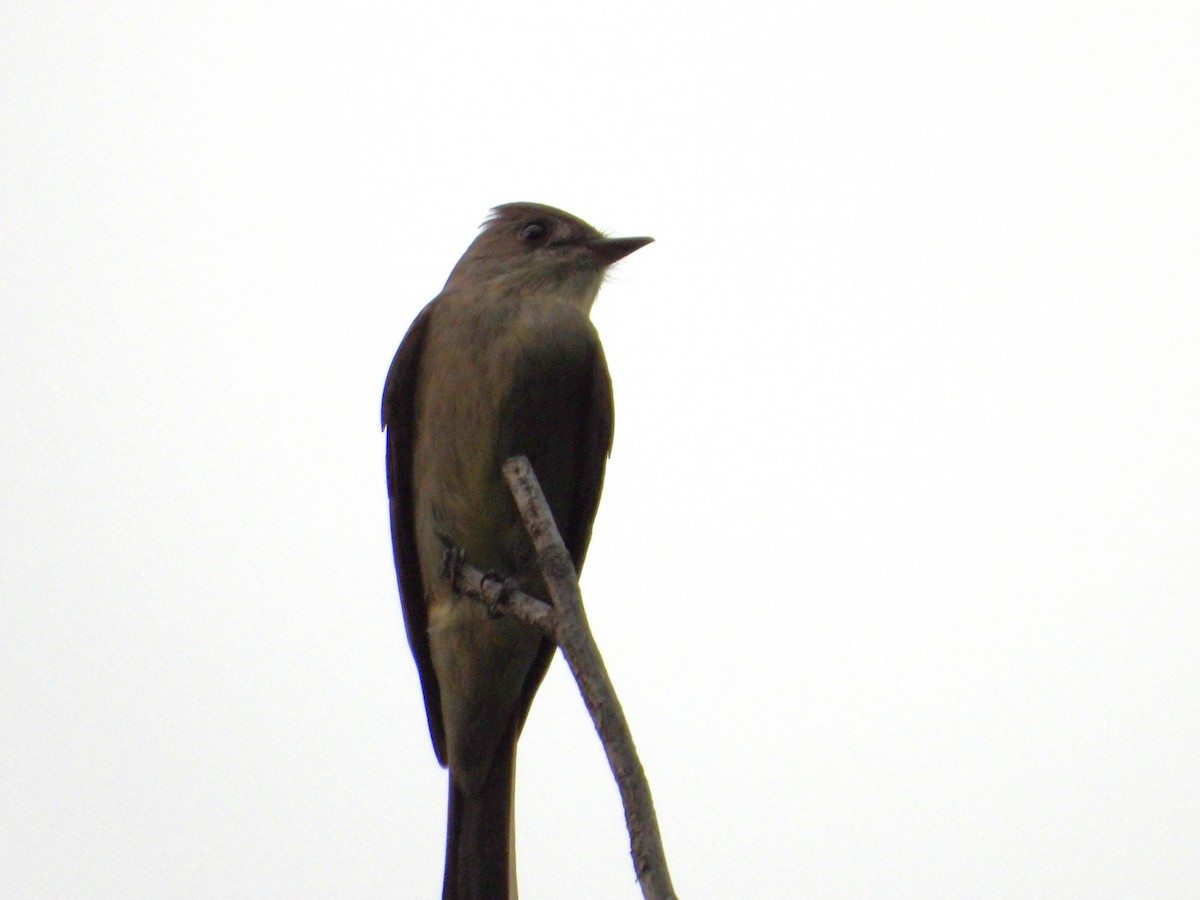 Western Wood-Pewee - ML618652244