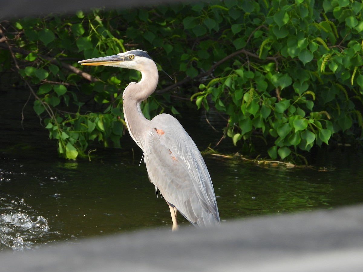 Great Blue Heron - ML618652253