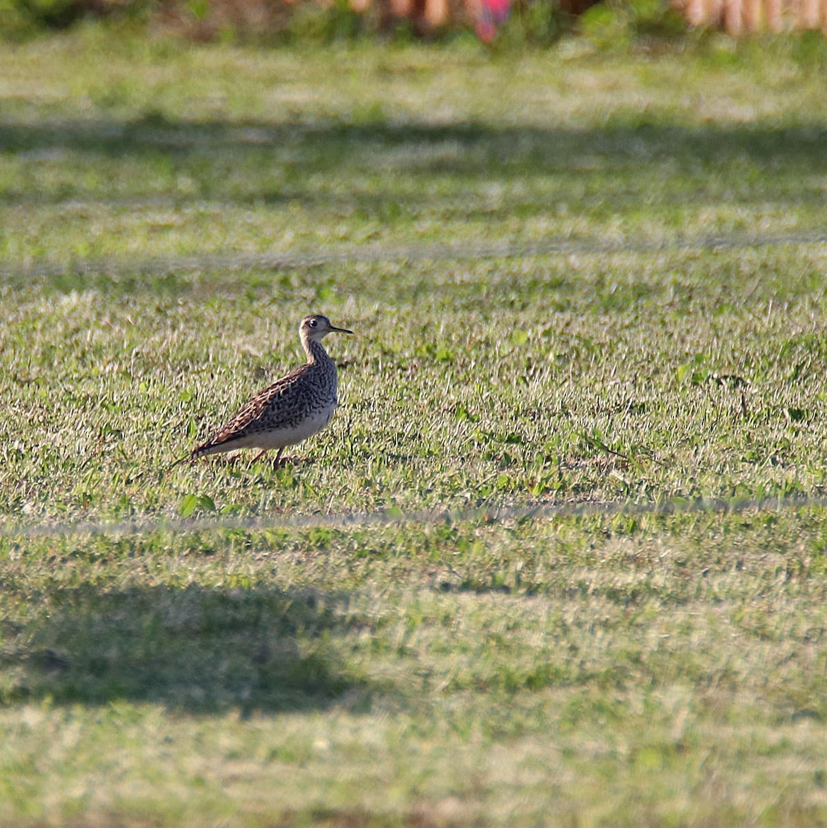 Upland Sandpiper - ML618652269