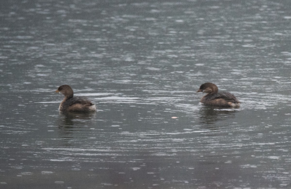 Pied-billed Grebe - ML618652271