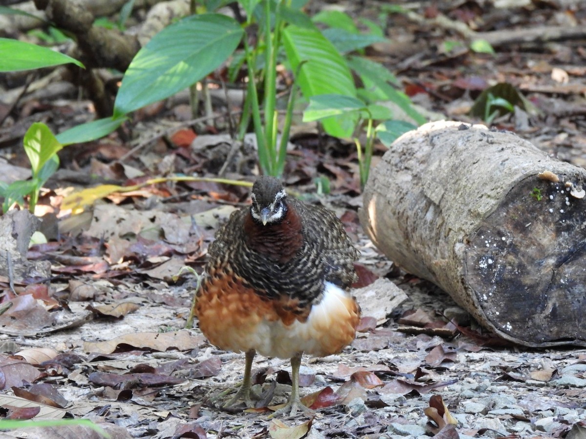 Sabah Partridge - ML618652331