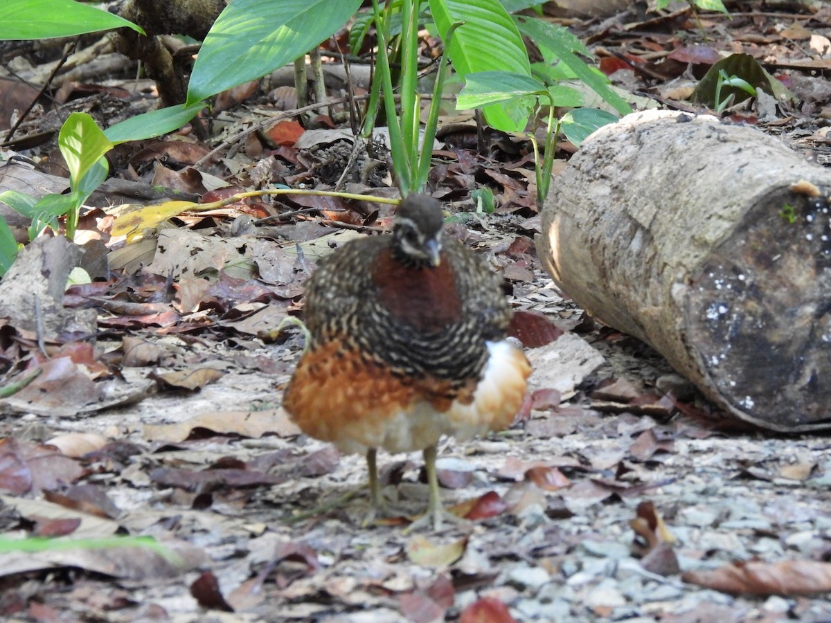 Sabah Partridge - Gwen Taylor