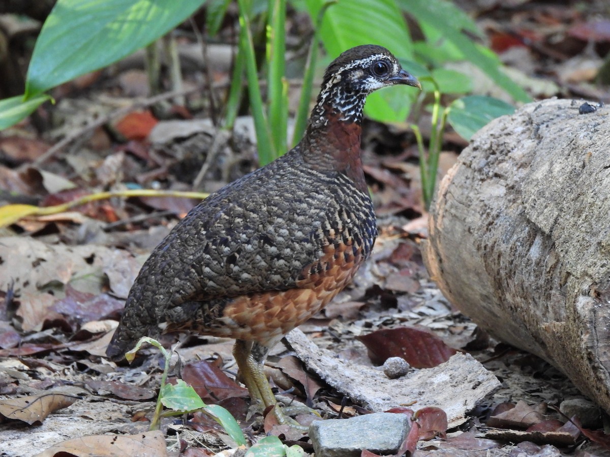 Sabah Partridge - Gwen Taylor