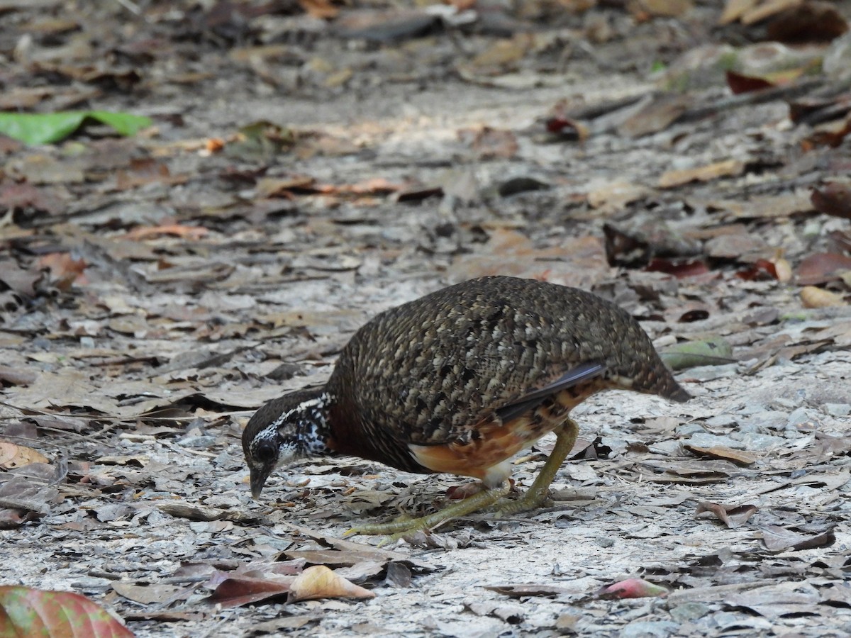 Sabah Partridge - ML618652334