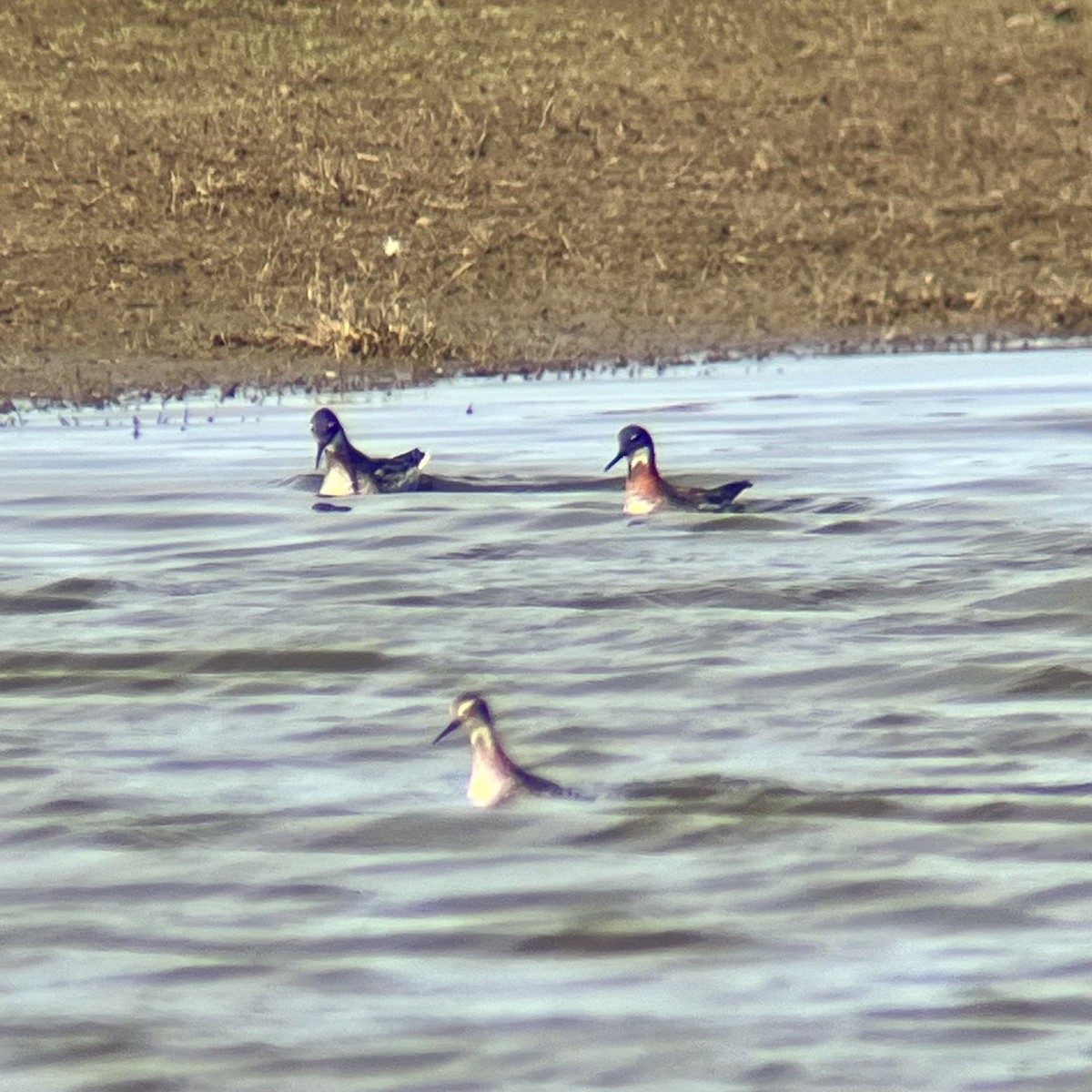 Red-necked Phalarope - Josh McLaughlin