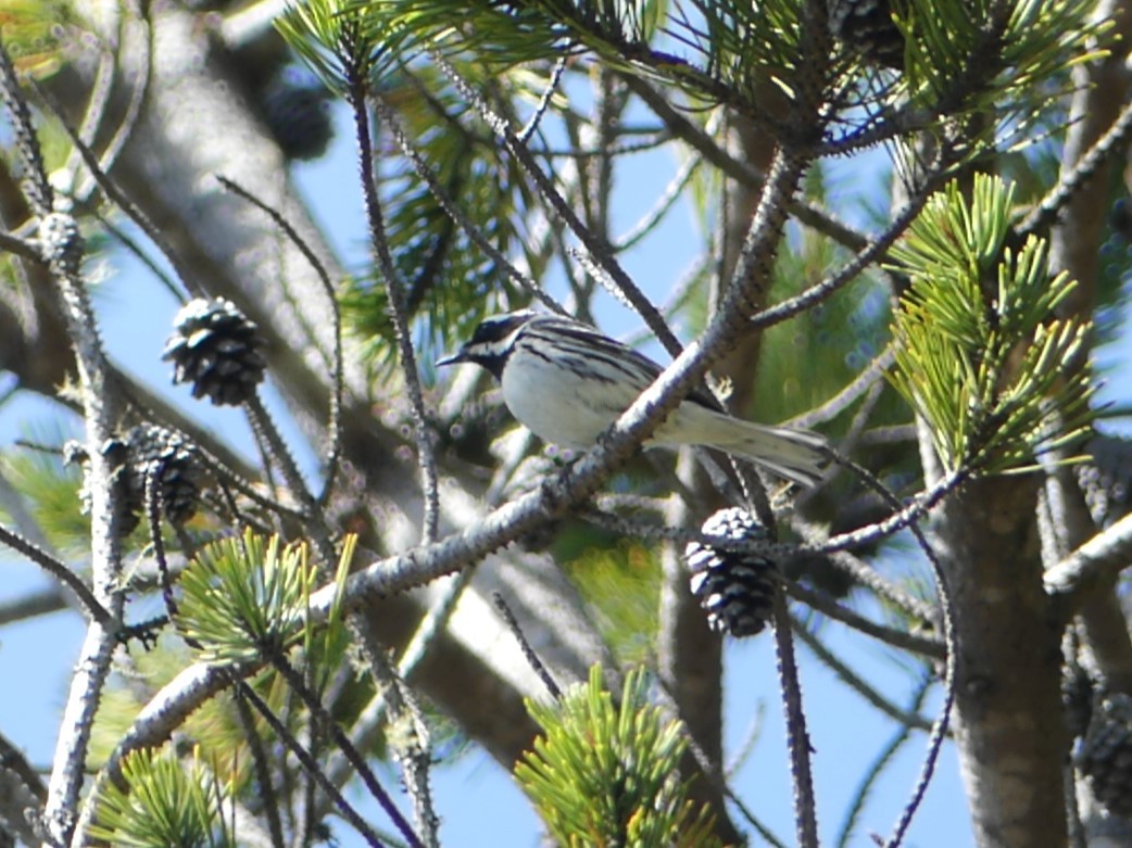 Black-throated Gray Warbler - Michael Klotz