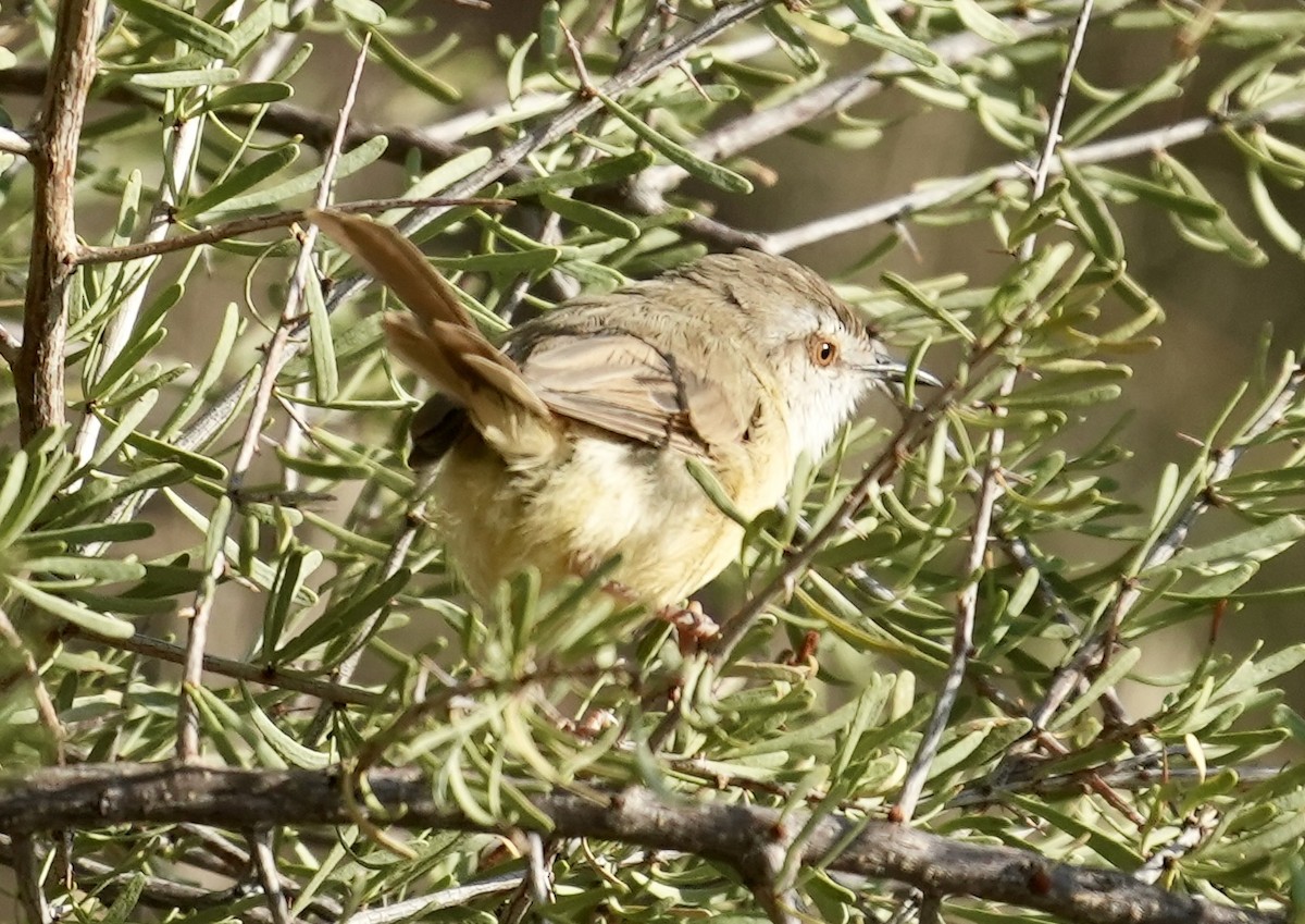 Prinia à plastron - ML618652417