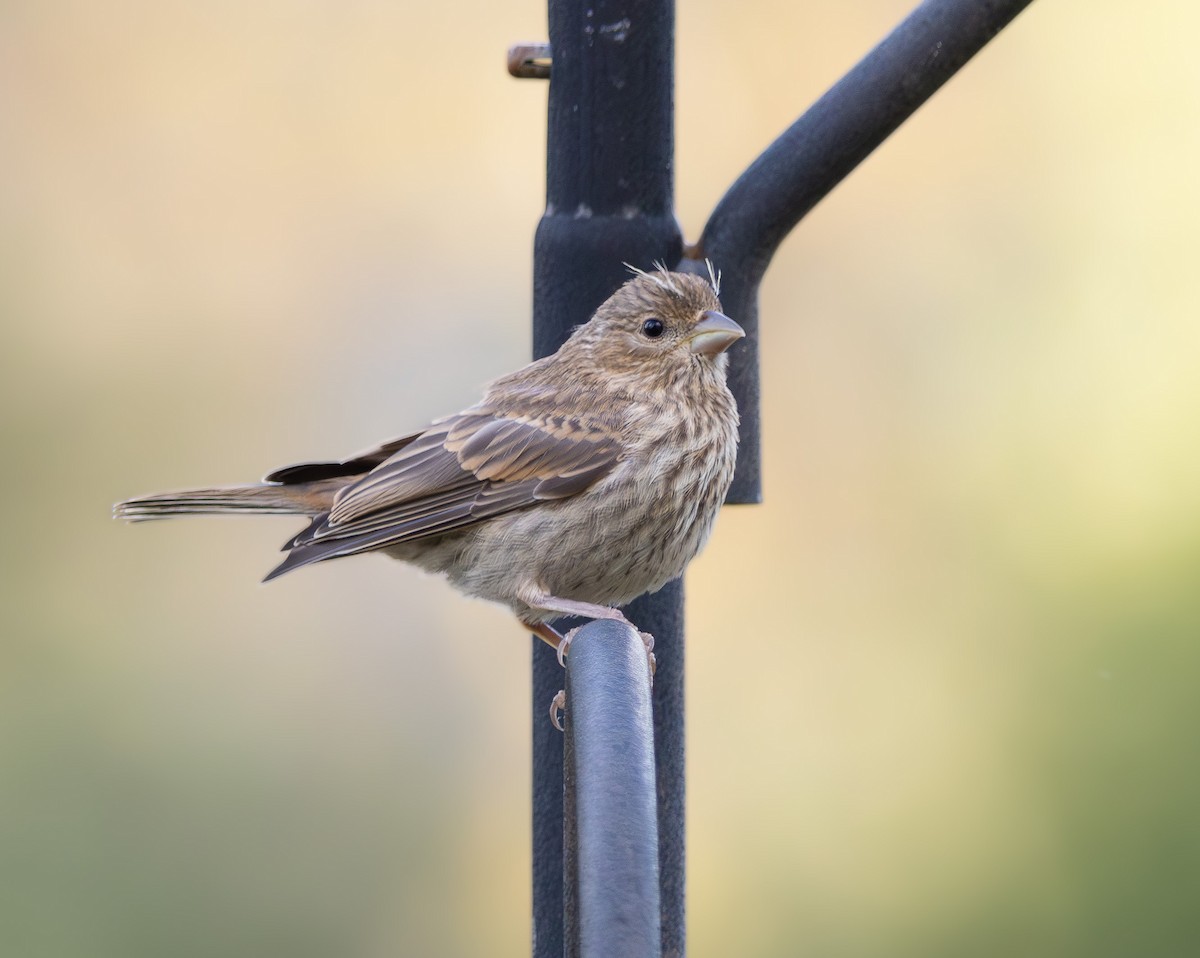 House Finch - ML618652432