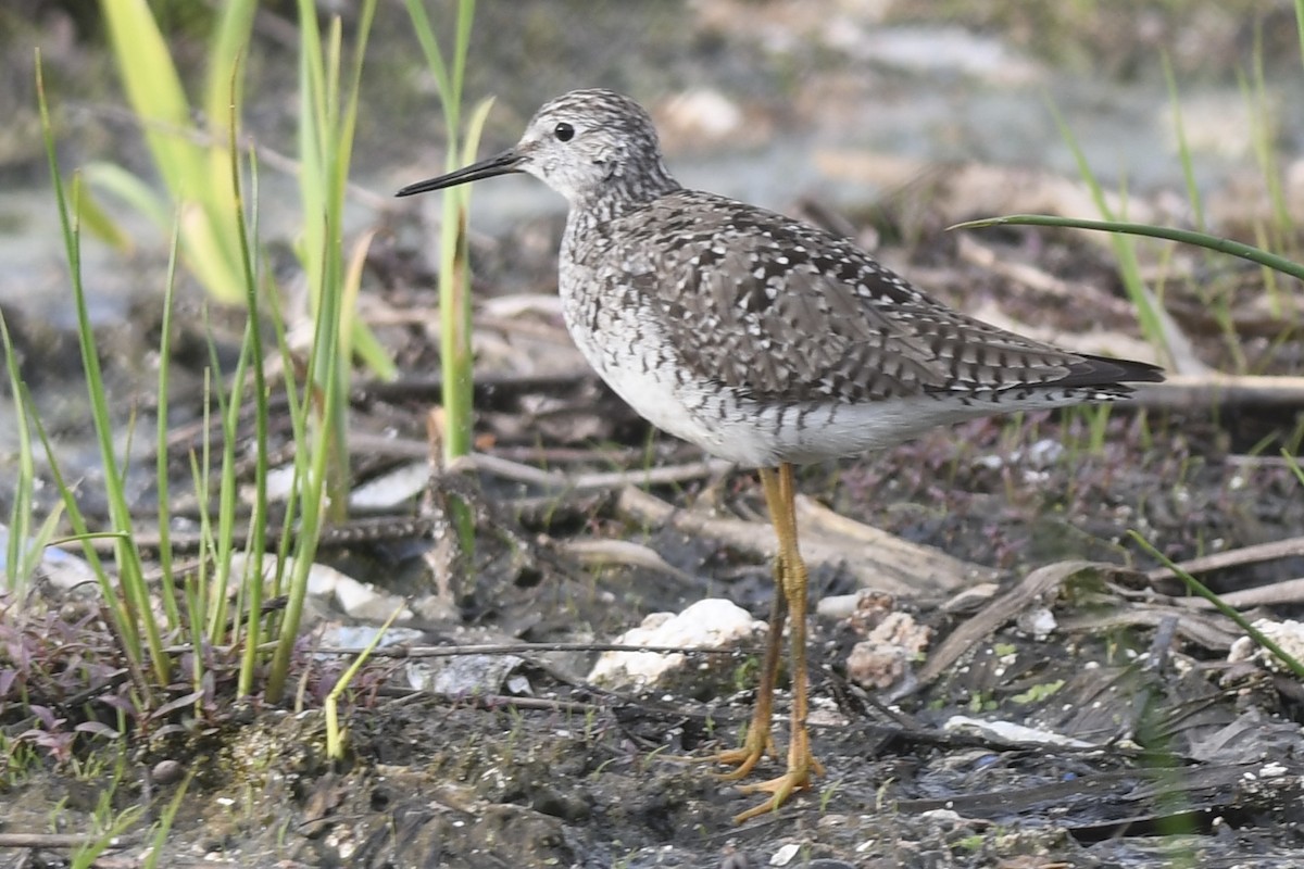 Lesser Yellowlegs - ML618652437