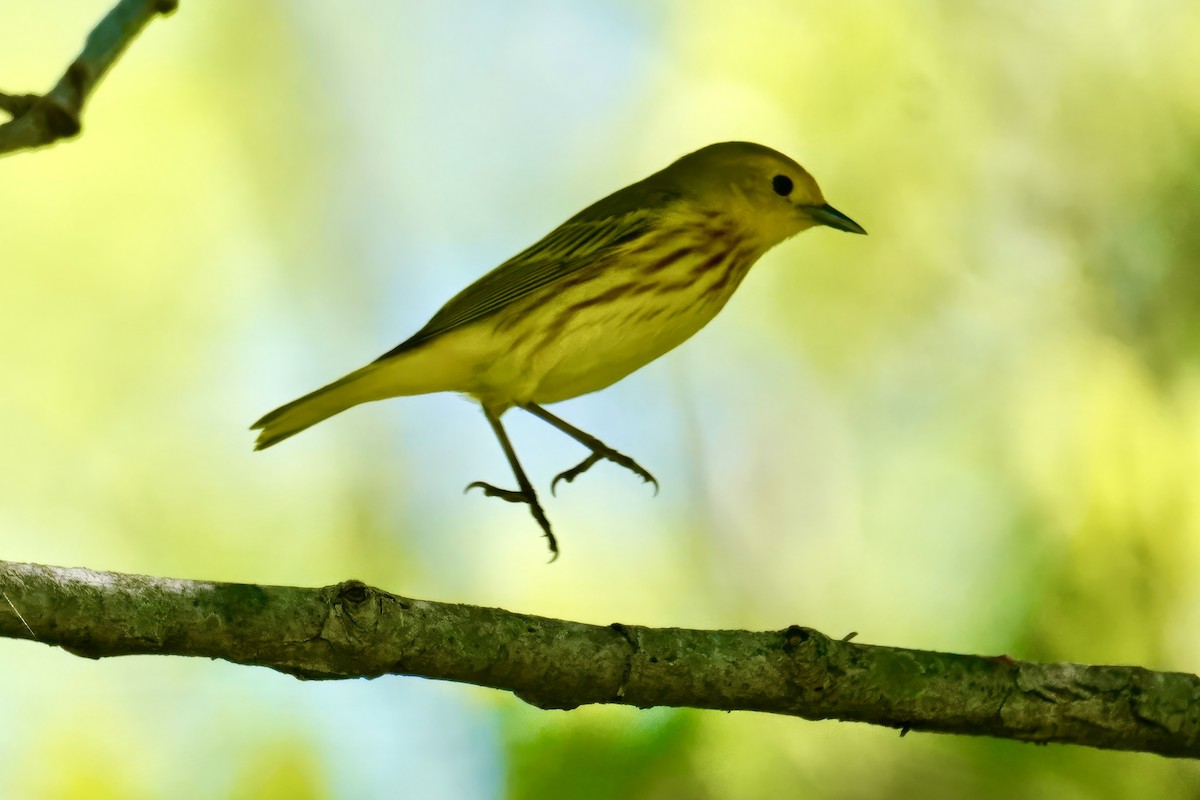 Yellow Warbler - ML618652448