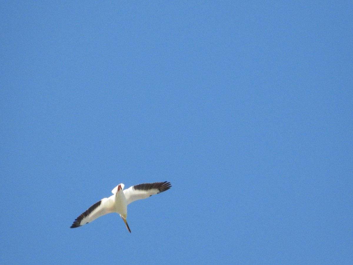 American White Pelican - ML618652460