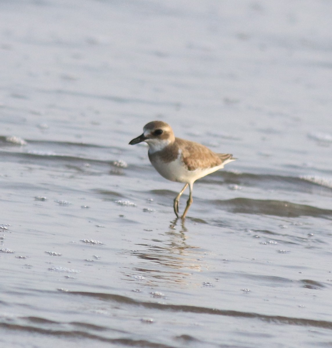 Greater Sand-Plover - ML618652471