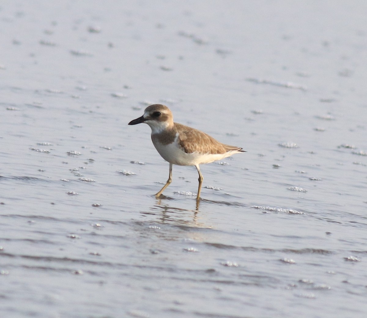 Greater Sand-Plover - ML618652474