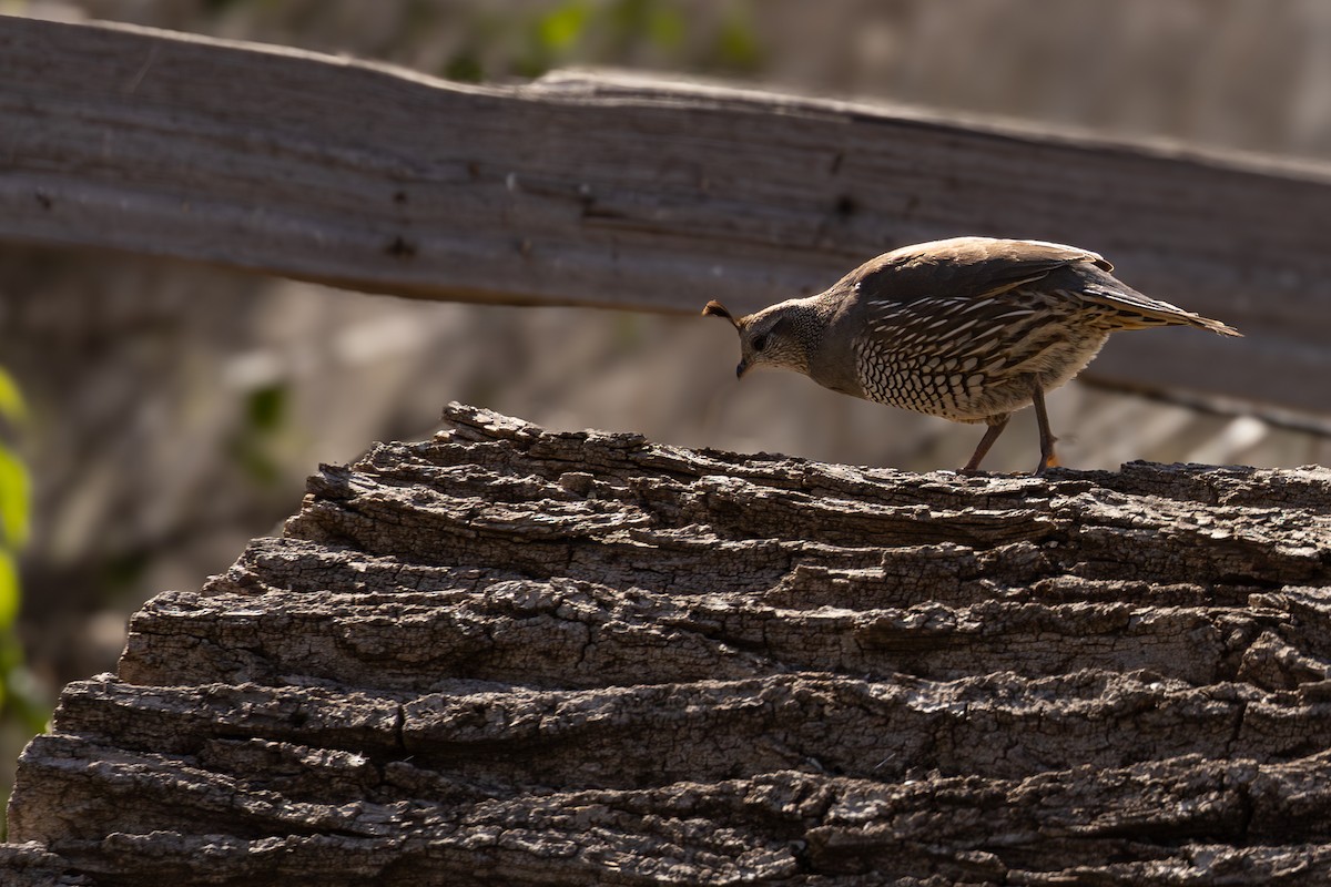 California Quail - ML618652503