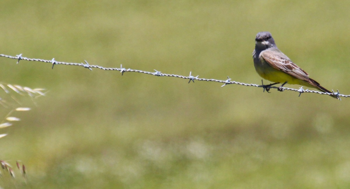 Western Kingbird - ML618652504