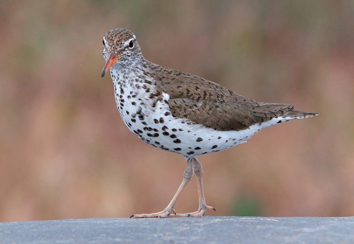 Spotted Sandpiper - ML618652529