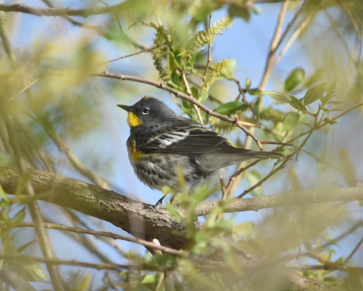 Yellow-rumped Warbler (Audubon's) - Rob Cassady