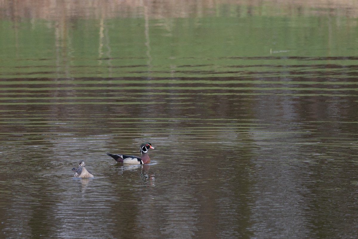 Wood Duck - ML618652569