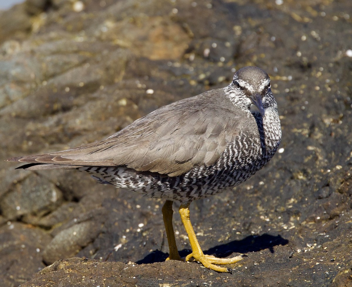 Wandering Tattler - ML618652570