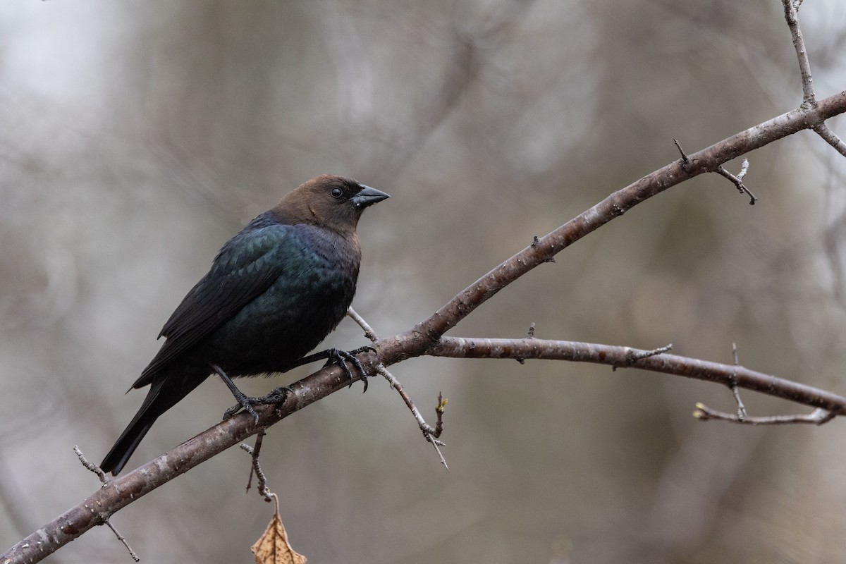 Brown-headed Cowbird - ML618652604