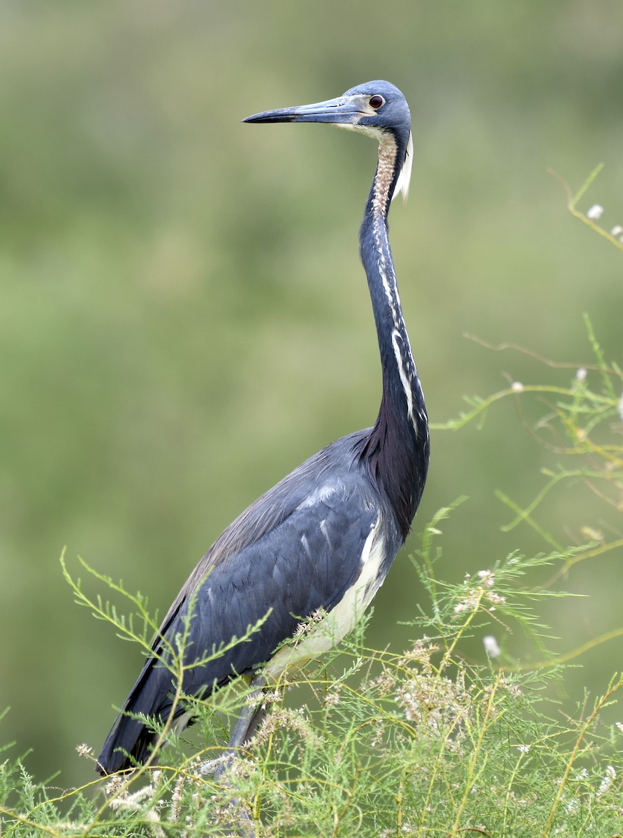 Tricolored Heron - ML618652610