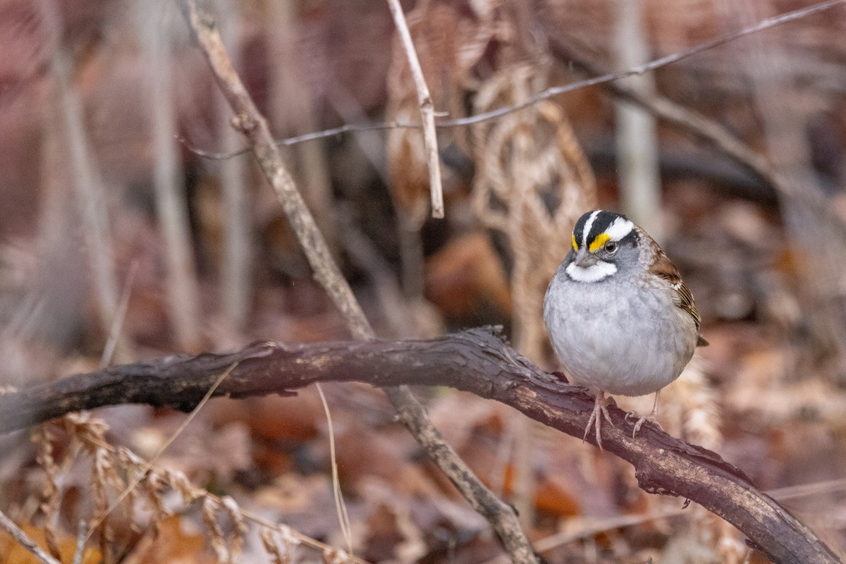 White-throated Sparrow - Carol Holmes