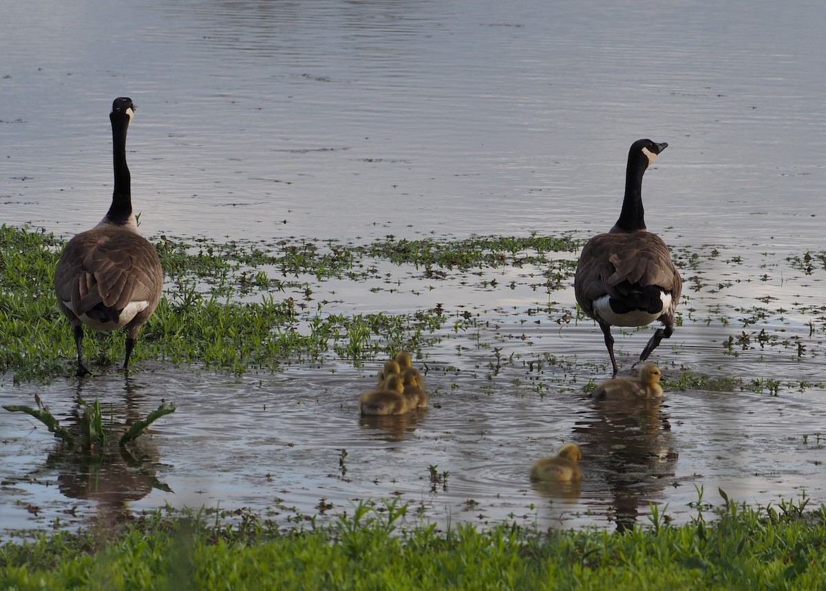 Canada Goose - ML618652621