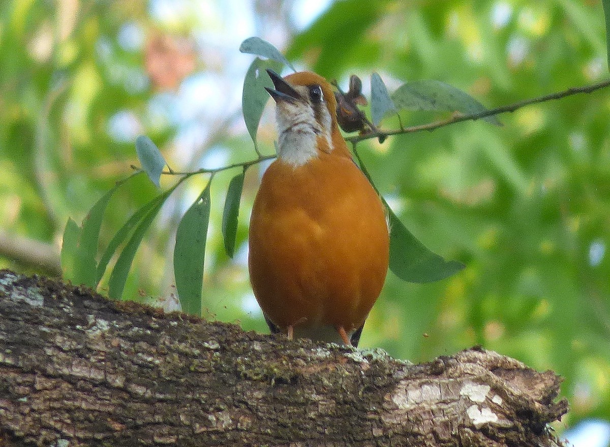 Orange-headed Thrush - Gopi Sundar