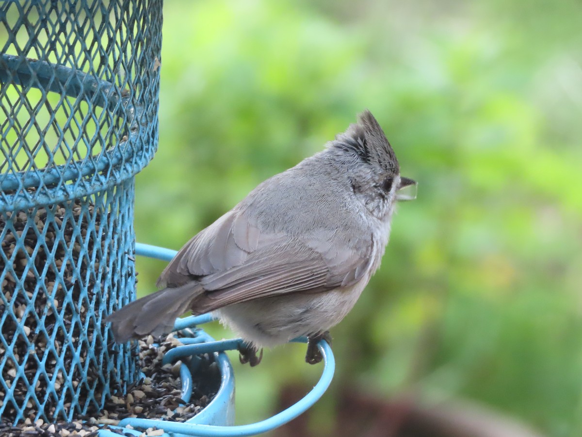 Oak Titmouse - Martha Pallin