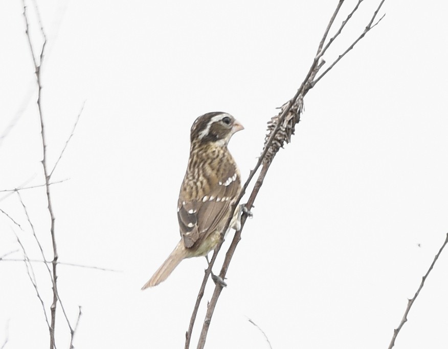 Rose-breasted Grosbeak - ML618652654