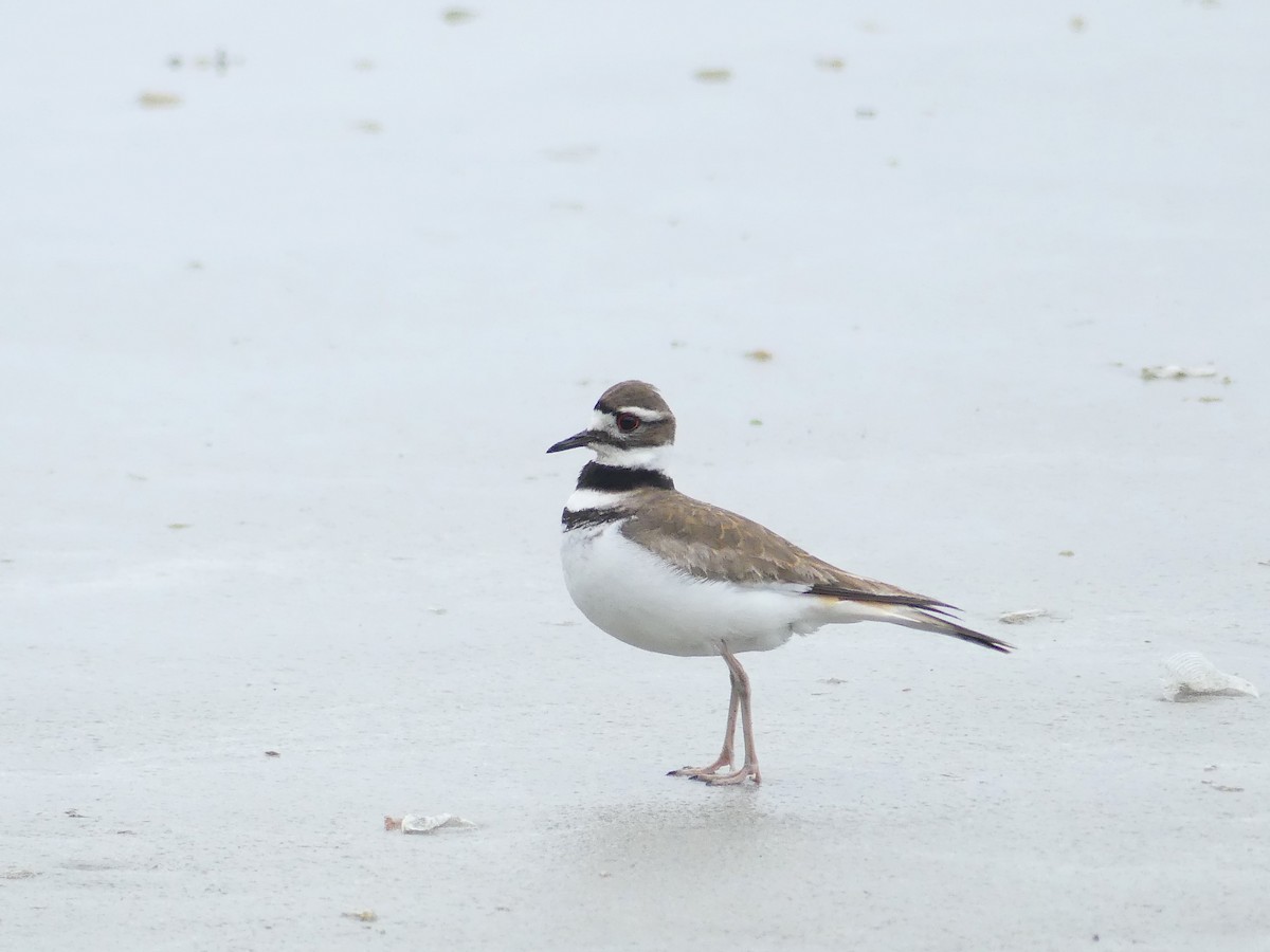 Killdeer - ML618652657