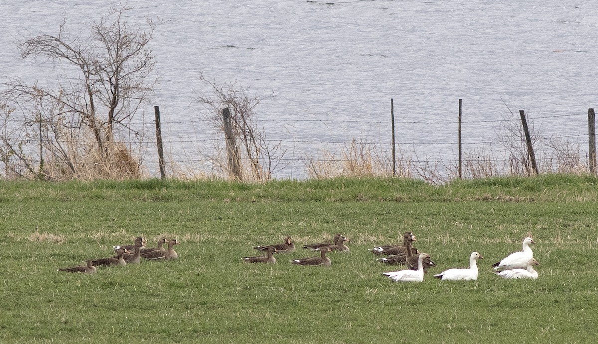 Greater White-fronted Goose - Alan Burger