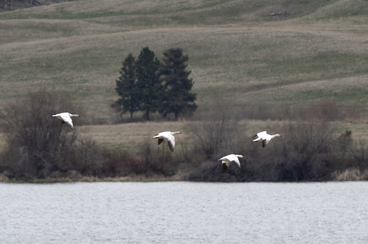 Snow Goose - Alan Burger