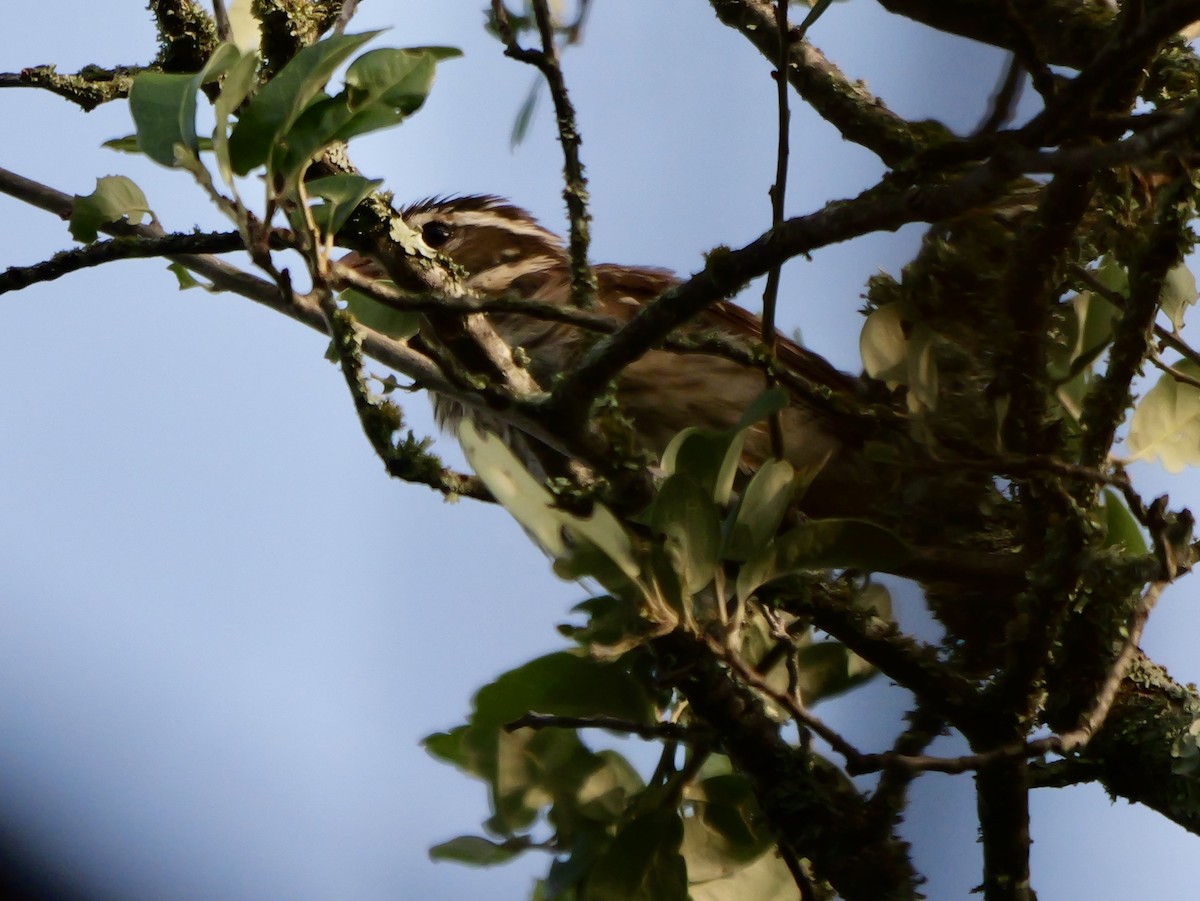 Rose-breasted Grosbeak - ML618652669