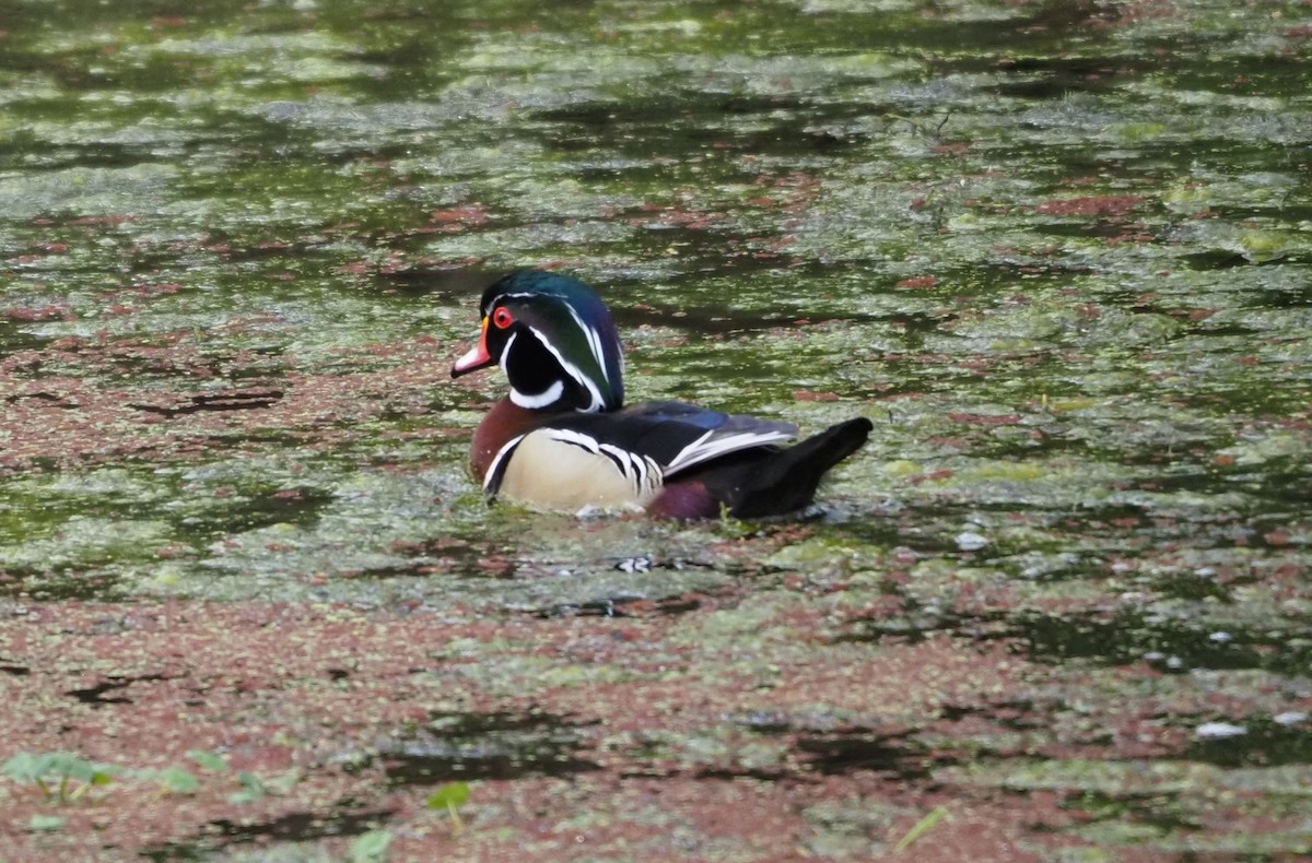 Wood Duck - ML618652679