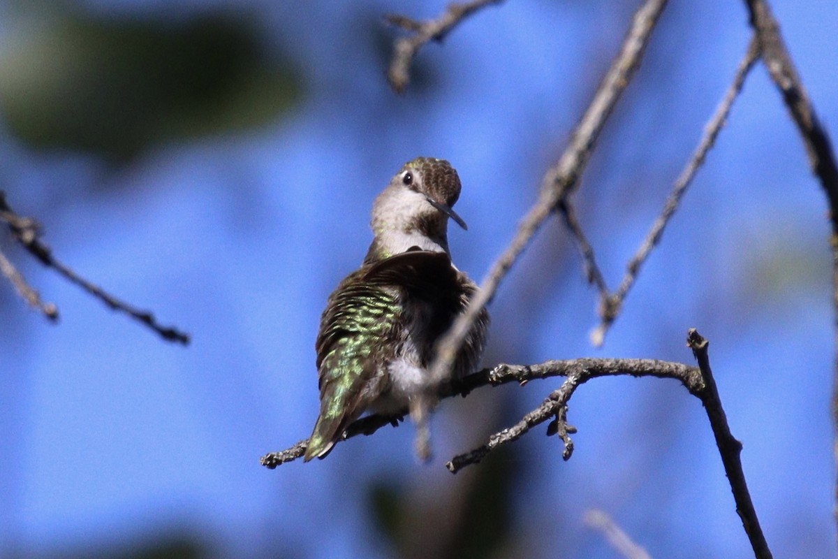 rødmaskekolibri - ML618652683