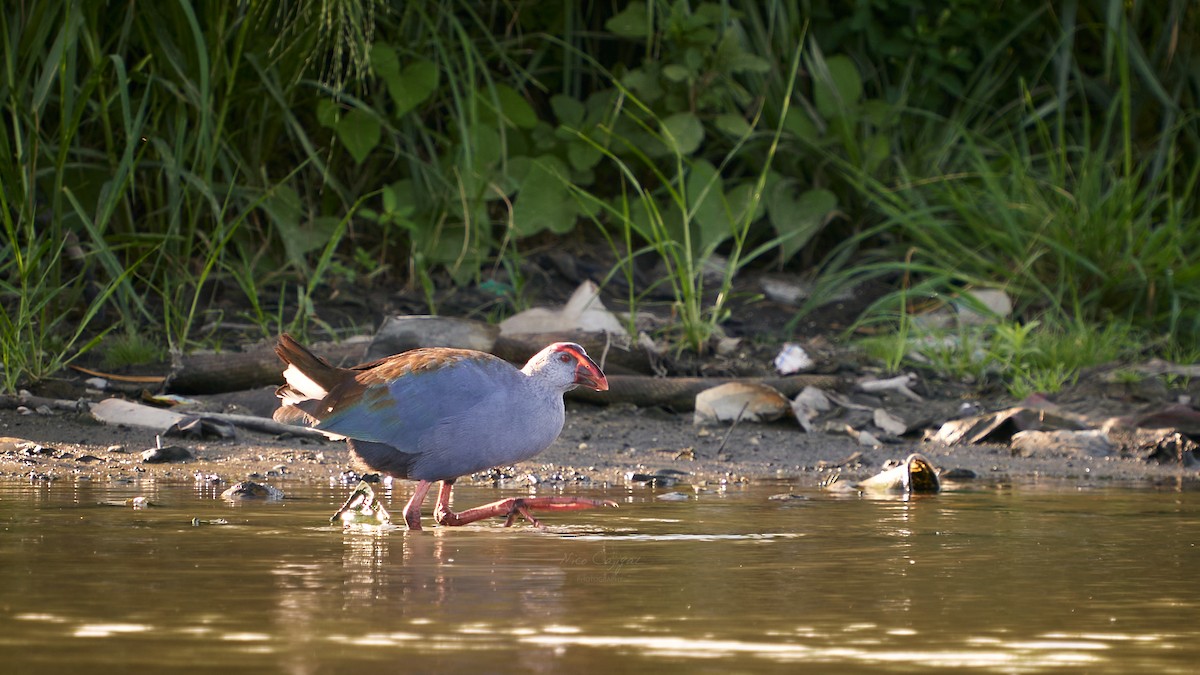 Philippine Swamphen - ML618652695