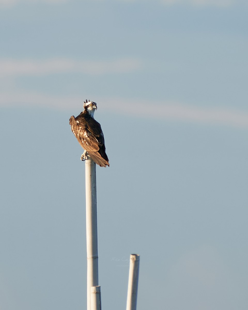 Osprey - ML618652696