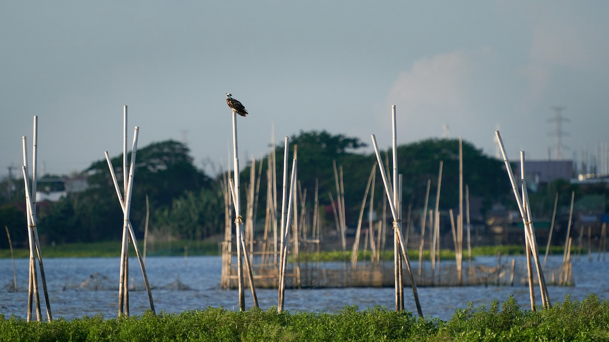 Osprey - ML618652697