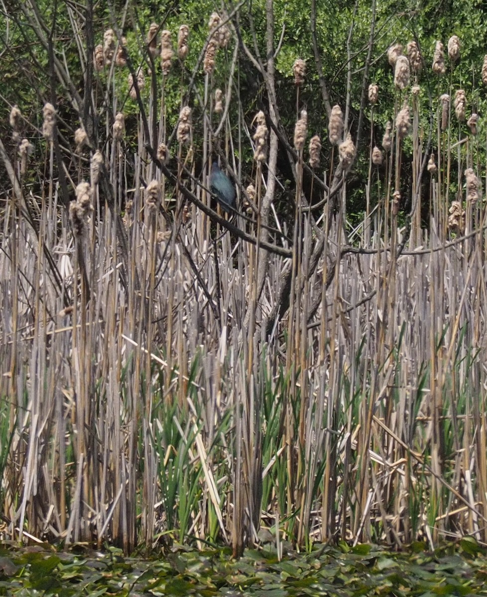 Green Heron - ML618652702