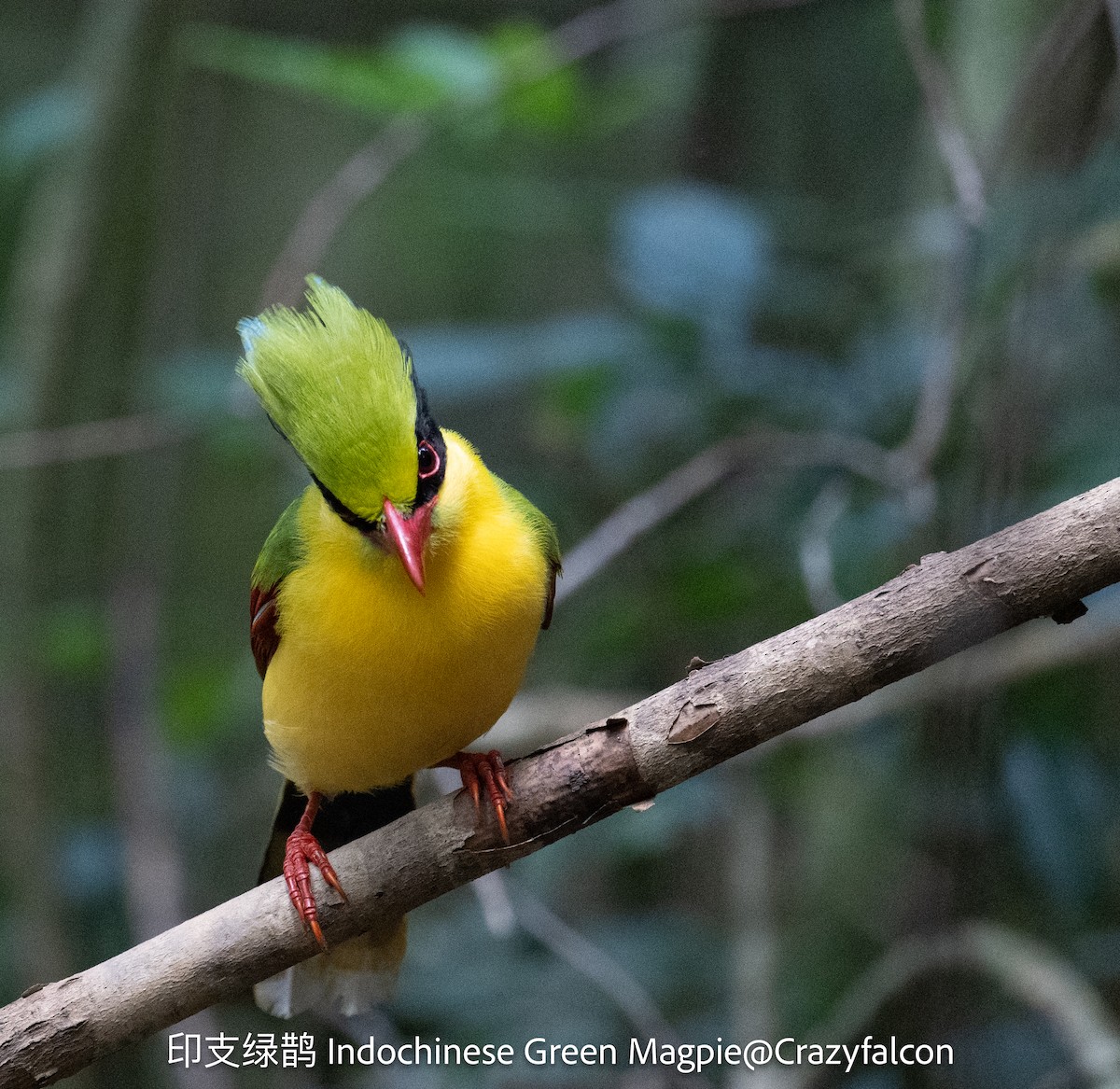 Indochinese Green-Magpie - Qiang Zeng